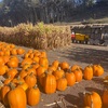 Arata's Pumpkin Farm でハロウィン気分満喫♫