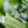 梅雨に唄えば w 　－ ウラゴマダラシジミ －