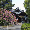 熊野神社の八重桜