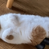 つゆなし