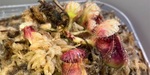 セファロタス成長記録=2026/8月2日 #食虫植物 #セファロタス #icos #著作権無料 #BGM