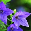 8月7日(水)は、二十四節気の立秋です