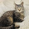 【里親募集中】サリバンくんがいっぱい2　ビーポジトレーニング