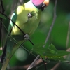 Plum-headed Parakeet コセイインコ(インドの鳥その20)