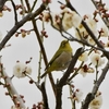 習志野　梅林園　その三十六