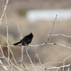 レンジャクモドキ(Phainopepla)