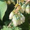 2022 ブルーベリーの花 9回目