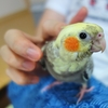 22日目　リングフィットアドベンチャーを見つめるオカメインコ