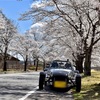 セブンのドライブと桜の出会い。