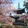 【京都】『清凉寺』に早咲きの桜を見に行きました。 京都桜 京都花