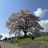 わに塚桜が満開