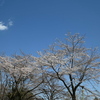 桜の撮影を兼ねて太平山神社を参拝