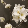 【花を飾る】#21 吉野桜