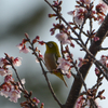 野鳥観察(2024年の桜とメジロ。クロツグミとアオジの初鳴き)@2024_04_07