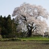 戸津辺の桜[矢祭町中井戸津辺]