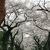 2014サクラ。