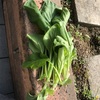 ブロッコリーのネット張り