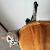 猫、体が匂う様になる