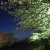 夜桜７時ランニング