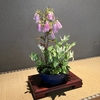 ほし氏の花見は四季問わず -15-
