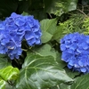紫陽花のスピリチュアルな意味＆かに座新月