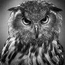 フクロウのブログ