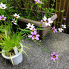 わが家にも可愛い野の花
