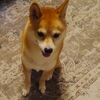 寝るまでの一コマ、だよ