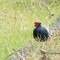 境川遊水地公園で野鳥探し 2020-01-25