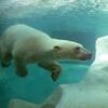 上野動物園　水の中のイコロさん