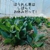 ほうれん草はしばらくお休みだって～