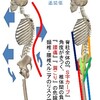 ❮筋肉の緊張/弱化❯