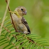  ベリーズ　 道端のWhite-collared Seedeater（ホワイトカラード　シードイーター）