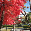 加西市役所前の公園