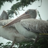 Spot-billed Pelican ホシバシペリカン (インドの鳥その47) 