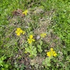 捨てたつもりのハクサイの種、そこから発芽した芽が冬を越し、花を咲かせました。2023.05.11