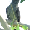 Grey-bellied Cuckoo ハイバラカッコウ (インドの鳥その84)