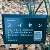 （紹介：植物）新宿中央公園付近、眺望の森で見かけたスイセンを紹介します