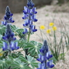 青いルピナスと黄色い菜の花と、色々な空も