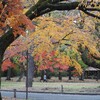 小金井公園の秋🍁