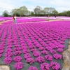 ぼっちの花追い旅（14）：広島県世羅町の「花夢（かむ）の里」を巡る ①