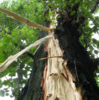 The smart Trick of Tree Lopping Brisbane north side That Nobody is Discussing