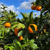 【ぶどうの樹】みかん狩りイベント🍊