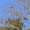 AWAは野生動物がいっぱい見れますよーって話