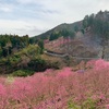 そろそろ花桃が見頃🌸