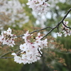 桜　さくら　咲くら