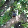 オオヤマセミ(Giant Kingfisher)♀