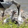 コウノトリヒナ、元気に３羽成長…兵庫・城崎、戸島湿地脇