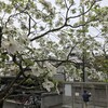 雨の合間に