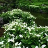梅雨の京都を彩る「半夏生」はどんな花？・・・